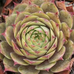 Sempervivum - Dachwurz - Hauswurz